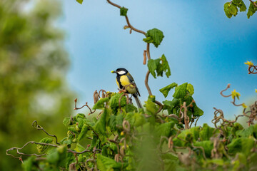 Great Tit Perched on Branch in Green Garden With Yellow Plumage and Soft Blue Sky © Stuart