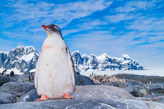 Gentoo penguin chick waits for food from adult in Antarctica