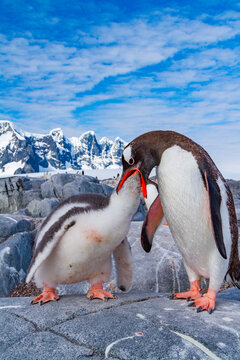 Gentoo penguin feeds chick in Antarctica while mountains and blue sky provide a backdrop