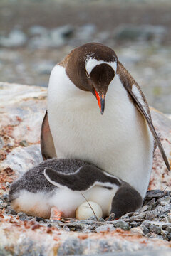 Adult gentoo penguin cares for chick and unviable egg in Antarctica during nesting period