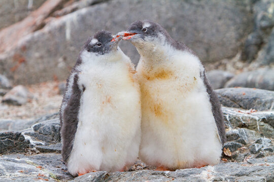 Gentoo penguin chicks squabbling and interacting at their nest site in Antarctica