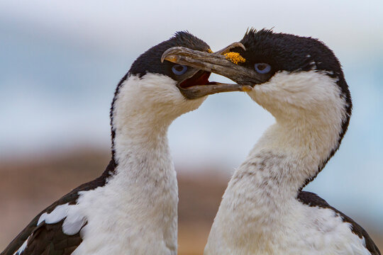 Antarctic shags grooming each other on Weinke Island during mating season in Antarctica