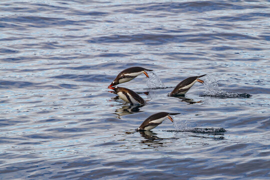 Gentoo penguins porpoising in the Southern Ocean of Antarctica during a sunny day