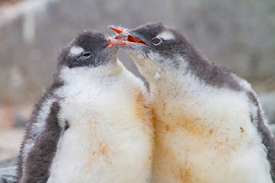 Gentoo penguin chicks squabble and play at their nest site in Antarctica during the breeding season