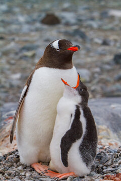 Gentoo penguin sitting on nest with chick and unviable egg in Antarctica during the breeding season