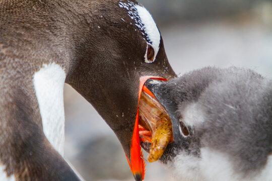 Gentoo penguin feeds chick with krill in Antarctica during the Southern Ocean feeding season