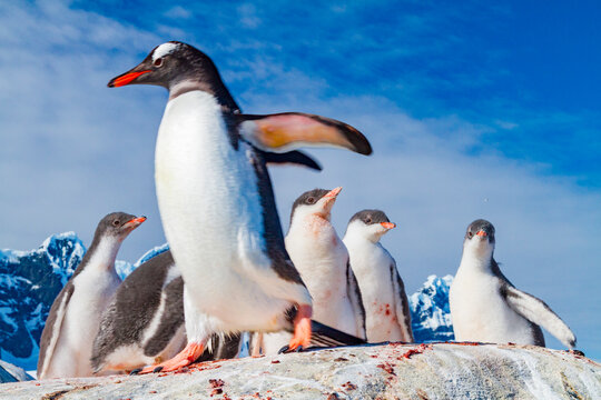 Gentoo penguin adult with chicks in snowy environment displaying natural behavior in Antarctica during daylight hours