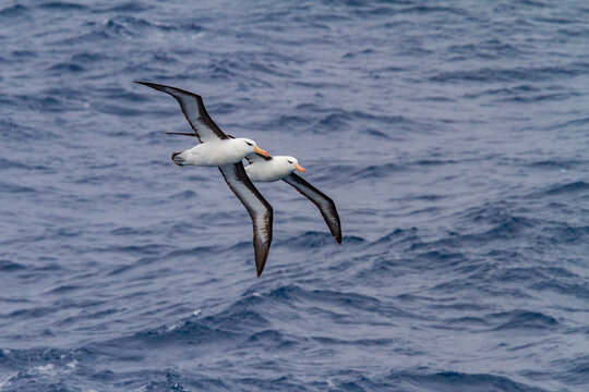 Flying black-browed albatross glides above ocean waves in the Drake Passage near Antarctica during the daytime