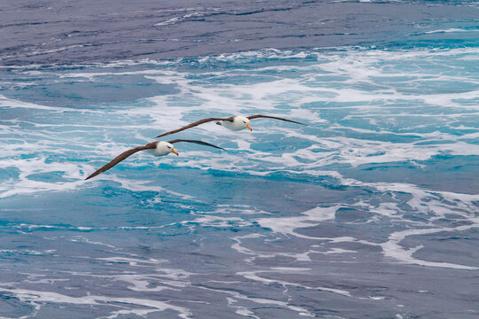 Black-browed albatrosses soar above the waves in the Drake Passage near Antarctica during a cloudy day