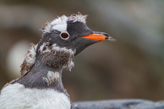 Gentoo penguin molting downy feathers in Antarctica on a clear day in the Southern Ocean
