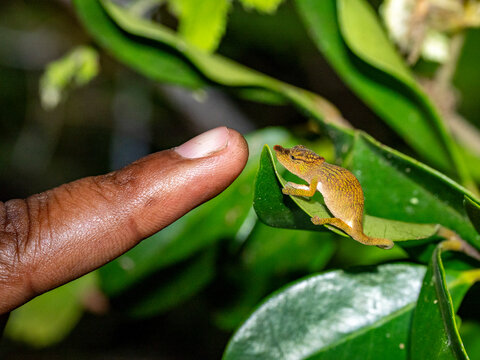 Adult Andasibe nosed chameleon interacts with a person's finger during a night walk in Madagascar's rainforest