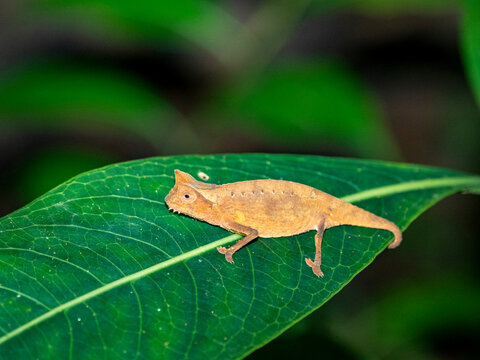 Brown leaf chameleon Brookesia superciliaris observed during night walk in Madagascar's Ranomafana Botanical Gardens
