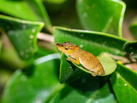 Observing an Andasibe nosed chameleon during a night walk in Madagascar wildlife