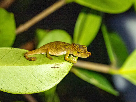 Adult Andasibe nosed chameleon observed during a night walk in Madagascar's rainforest