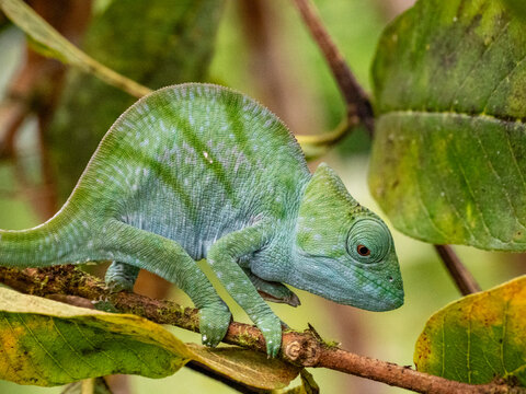 Juvenile Parsons chameleon moves on a branch in Madagascar rainforest during a bright day