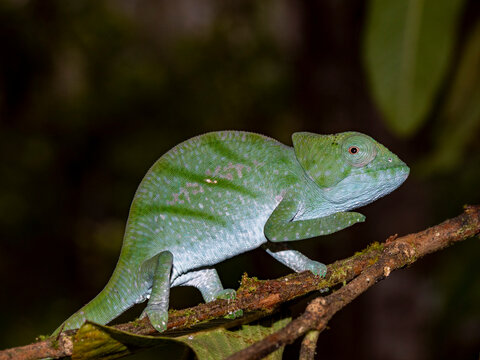 Juvenile Parsons chameleon observed in its natural habitat at Mantadia Lodge in Madagascar