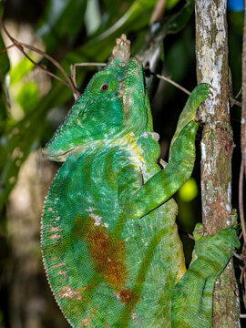 Adult Parsons chameleon climbing a tree in Madagascar rainforest habitat near Andasibe
