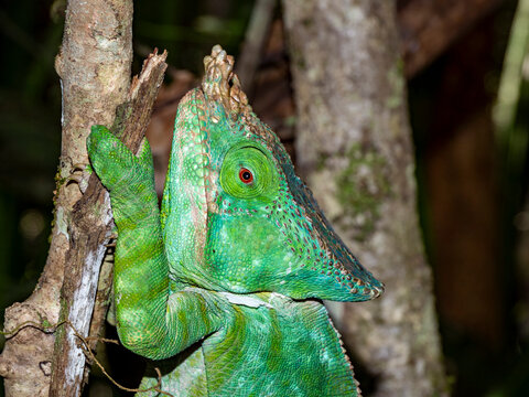 Parsons chameleon resting on a branch in Madagascar rainforest