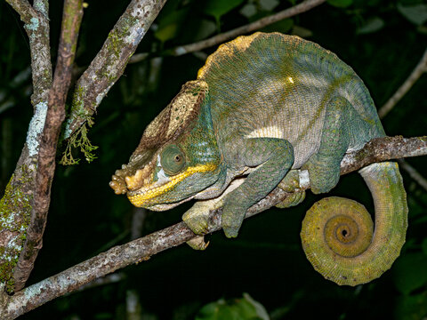 Parsons chameleon resting on a branch at Ranomafana Botanical Gardens in Madagascar during night