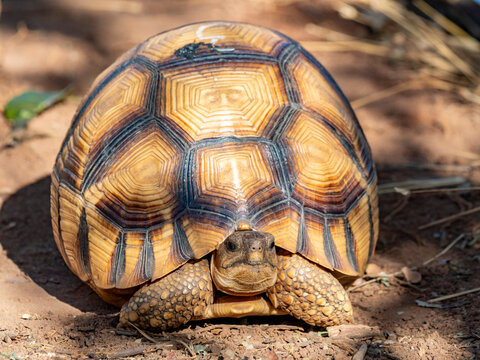 Captive ploughshare tortoise explores its habitat in Anjajavy Private Reserve located in Madagascar
