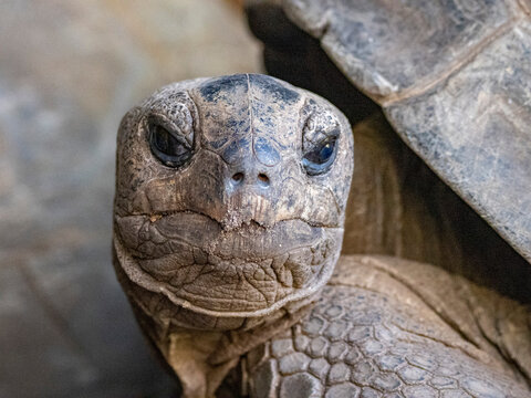 Adult Aldabra giant tortoise in Anjajavy Private Reserve in Madagascar enjoys its surroundings under natural light