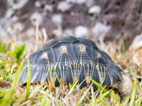 Radiated tortoise foraging in grass at Anjajavy Private Reserve in Madagascar during daylight hours