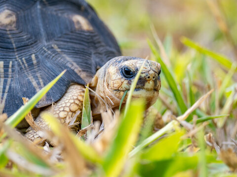 Radiated tortoise forages in grass at Anjajavy Private Reserve in Madagascar during the day