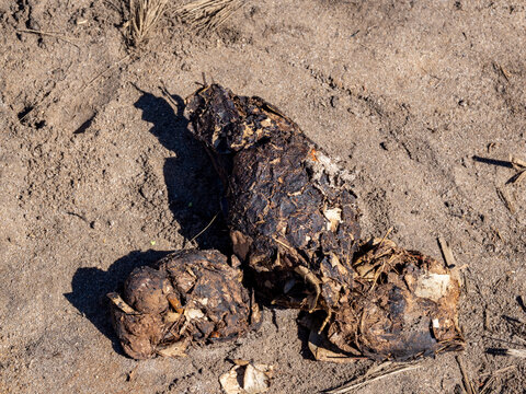 Scat of Aldabra giant tortoise found at Anjajavy Private Reserve in Madagascar