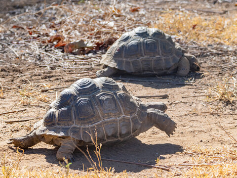 Juvenile Aldabra giant tortoises move slowly across the dry ground at Anjajavy Private Reserve in Madagascar during daylight hours
