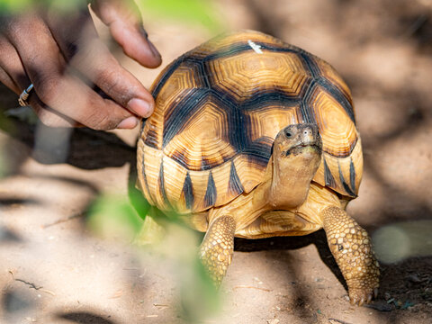 Captive ploughshare tortoise in Anjajavy Private Reserve, Madagascar with human interaction