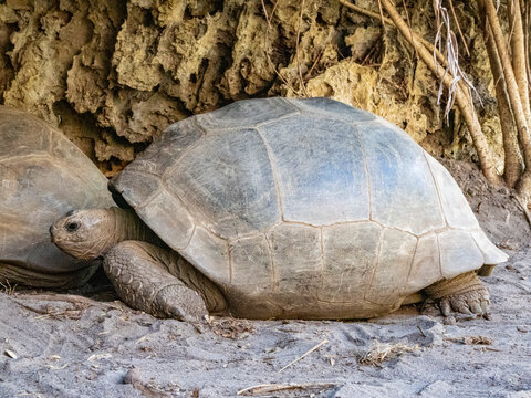 Captive Aldabra giant tortoises resting in Anjajavy Private Reserve in Madagascar on a sunny day in the reserve's dry habitat
