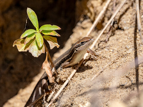 Gravenhorsts mabuya rests near plant on sandy ground in Isalo National Park Madagascar