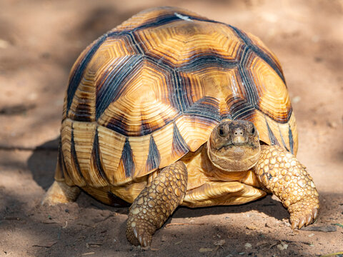 Captive ploughshare tortoise exploring its environment in Madagascar's Anjajavy Private Reserve