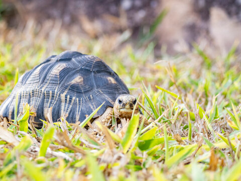 Radiated tortoise moves through grass in Madagascar&rsquo;s Anjajavy Private Reserve during daylight hours