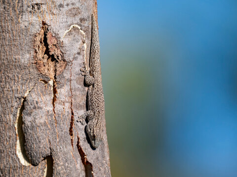 Thick tail gecko Phelsuma mutabilis climbing on tree trunk in Isalo National Park Madagascar during daylight hours