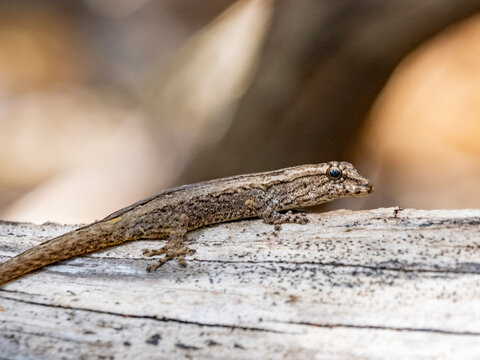 Dwarf gecko Lygodactylus moves along a log in Madagascar's natural environment in Zombitse-Vohibasia National Park