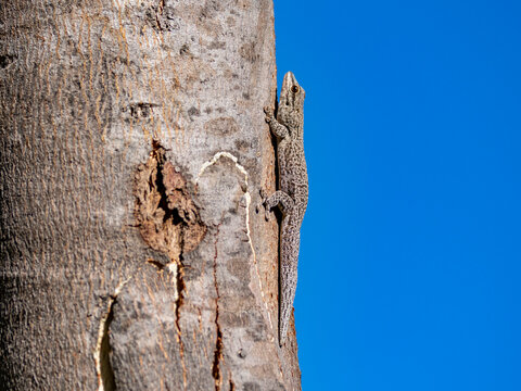 Thick tail gecko climbs a tree trunk under clear blue sky in Madagascar