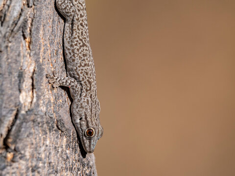 Thick tail gecko climbing on tree in Madagascar during daytime near Isalo National Park