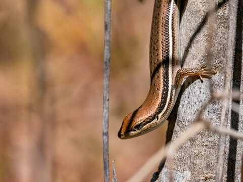 Gravenhorsts mabuya climbs a tree trunk in Isalo National Park Madagascar during daylight