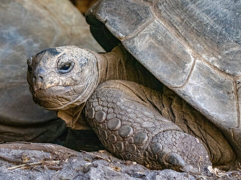 Captive Aldabra giant tortoise resting at Anjajavy Private Reserve in Madagascar