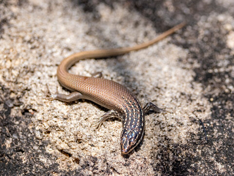 Adult boulder mabuya Trachylepis vato resting on rocky surface in Madagascar&rsquo;s natural environment