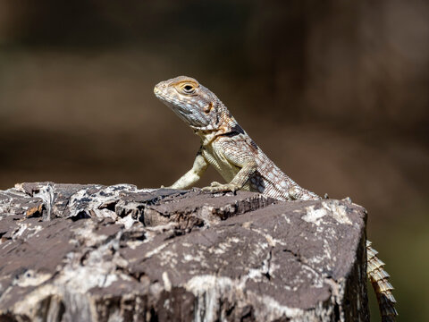 Cuviers Madagascar swift rests on a log in its natural habitat in Madagascar