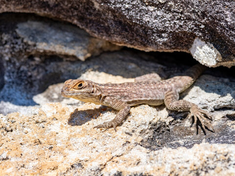Cuviers Madagascar swift rests on rocks in Isalo National Park in Madagascar during daylight hours