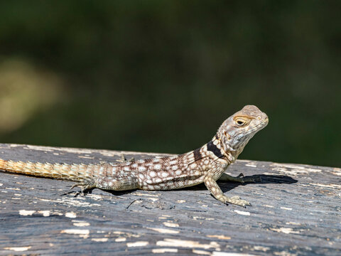Adult Cuviers Madagascar swift Oplurus cuvieri seen on a log in Anjajavy Private Reserve Madagascar