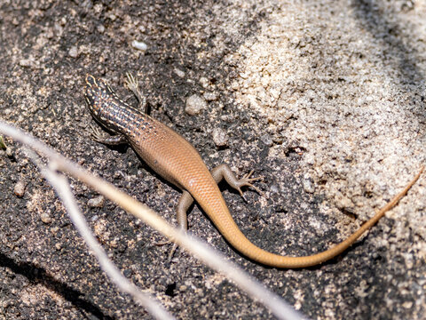 Boulder mabuya Trachylepis vato seen on a rock in Isalo National Park during daytime in Madagascar
