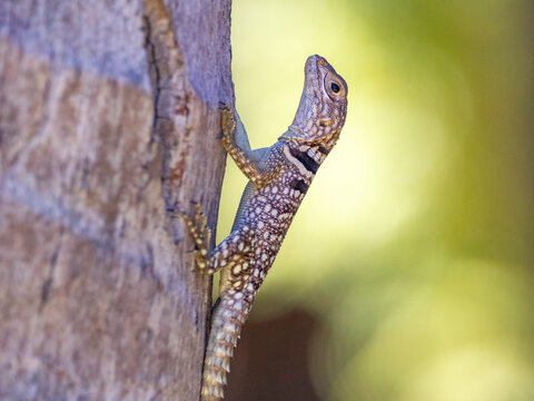 Cuviers Madagascar swift climbs tree in Anjajavy Private Reserve Madagascar