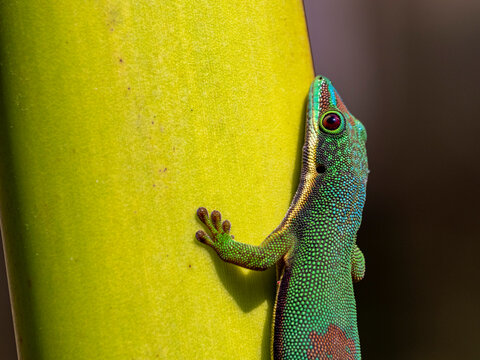 Striped day gecko blends with tree bark in Madagascar showcasing its unique colors and patterns in a natural setting