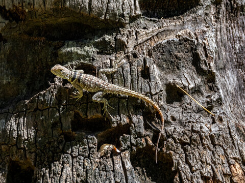 Cuviers Madagascar swift climbs on bark in natural habitat of Anjajavy Reserve in Madagascar during daylight hours
