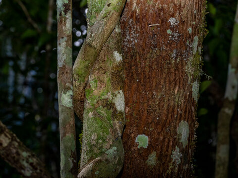 Mossy leaf-tailed gecko blending perfectly with tree bark in Madagascar rainforest