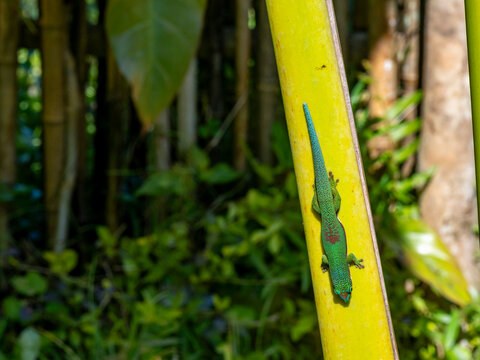 Striped day gecko blends into tree bark in Madagascar forest